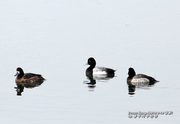 Lesser Scaup (미기록종)